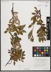 Foto von Salix waldsteiniana Willd.